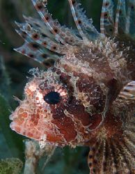 Portrait of a shortfin dwarf lionfish taken at Maraana si... by Nikki Van Veelen 